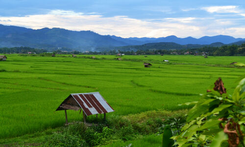 Luang Namtha Rice-fields